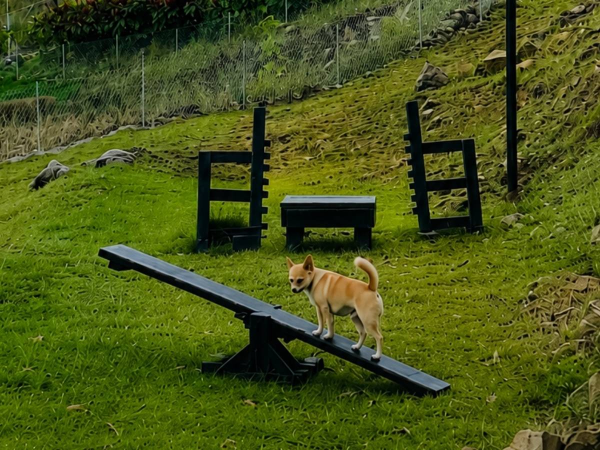 Parque de Mascotas — Altos de Azacualpilla